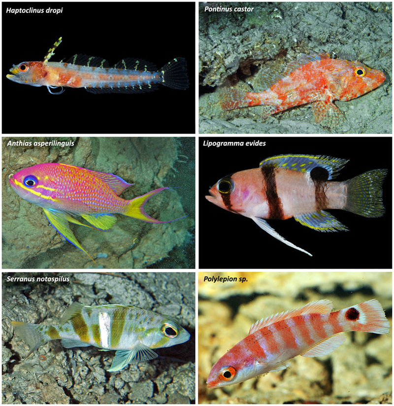 Representative Caribbean fishes inhabiting the rariphotic zone off Curaçao. Haptoclinus dropi (Labrisomidae); Pontinus castor (Scorpaenidae); Anthias asperilinguis (Serranidae); Lipogramma evides (Grammatidae); Serranus notospilus(Serranidae); Polylepion sp. (Labridae). Photograph of A. asperilinguis by Patrick Colin, other photographs by C. C. Baldwin and D. R. Robertson.